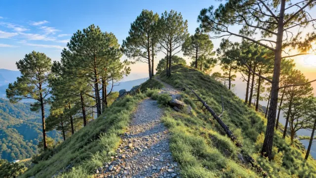 Pine-lined ridge trail glowing at sunset in Kasauli