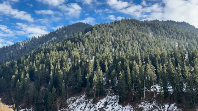 Pine forest and light snow on the hills along the road to Kasol