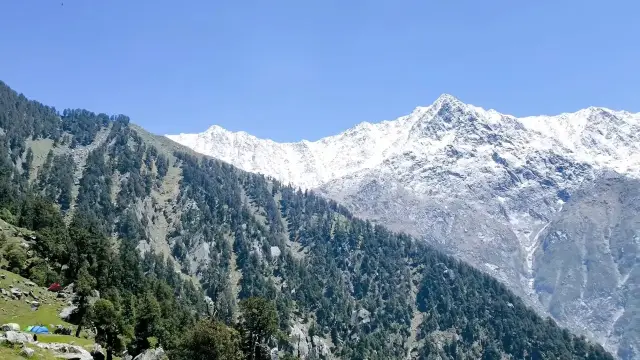 Snow-capped Dhauladhar peaks above pine forest near McLeod Ganj