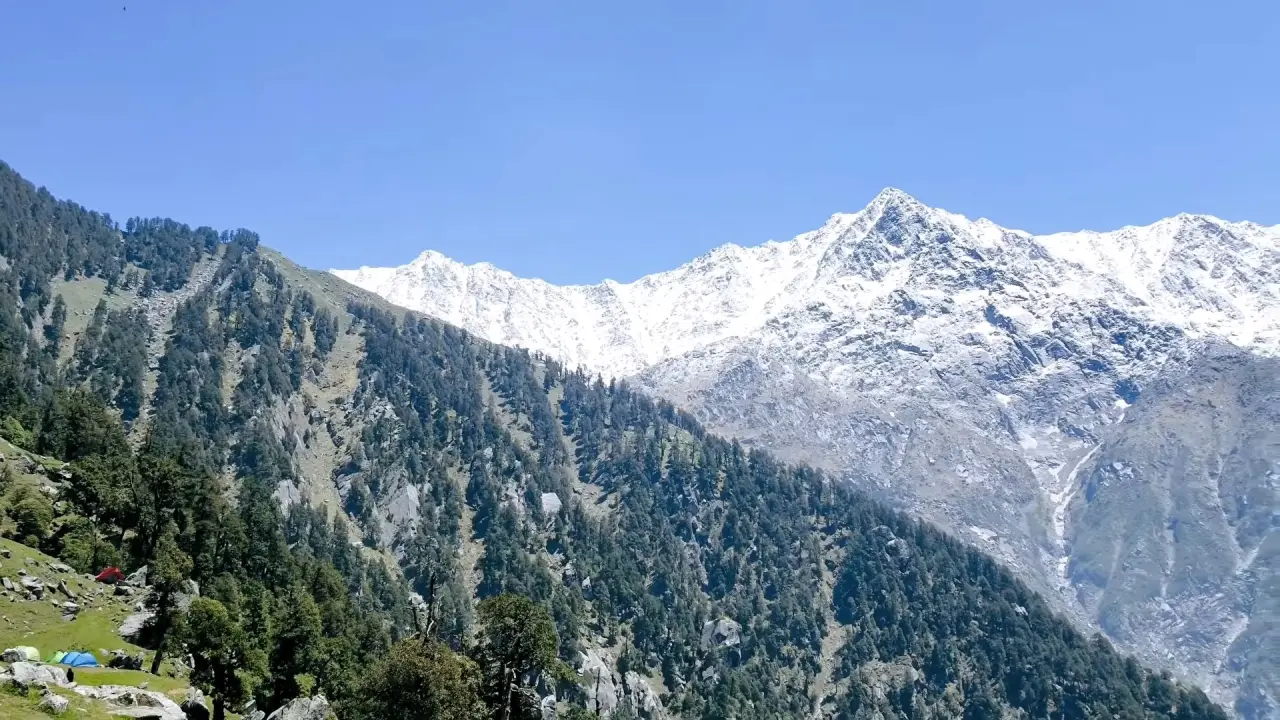 Snow-capped Dhauladhar peaks above pine forest near McLeod Ganj