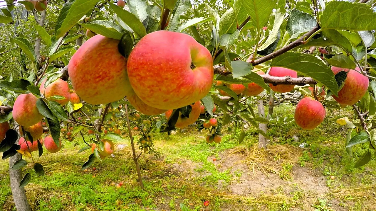 Fresh red apples on a tree in a Shimla orchard